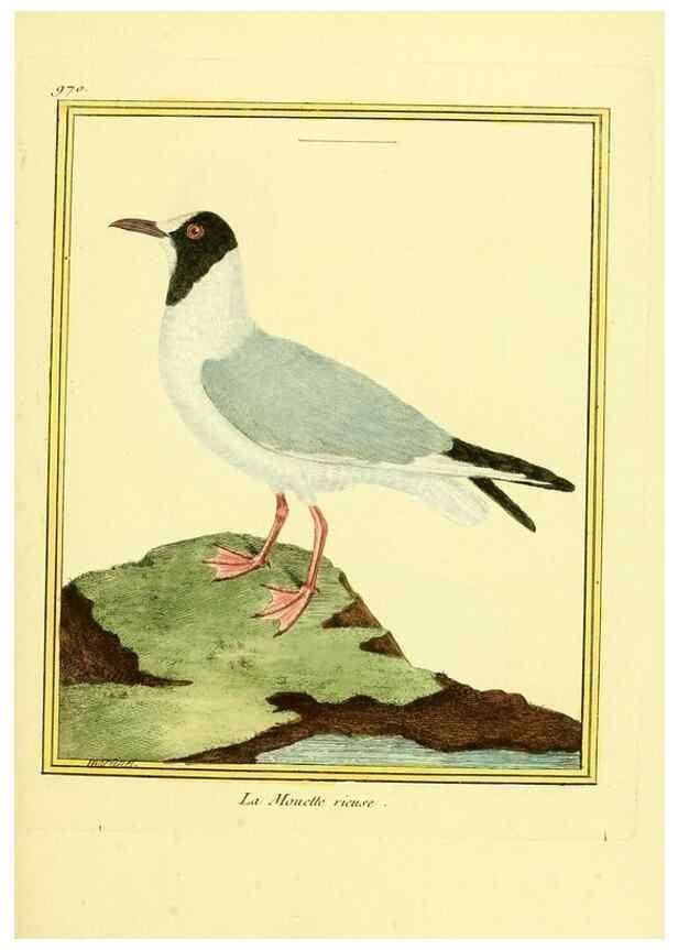 Reproducción/Reproduction 49640796607: Planches enluminées d'histoire naturelle. Paris? :s.n.,1765-1783?. 
