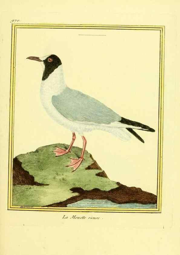 Reproducción/Reproduction 49640796607: Planches enluminées d'histoire naturelle. Paris? :s.n.,1765-1783?. 