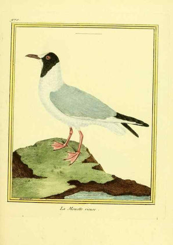 Reproducción/Reproduction 49640796607: Planches enluminées d'histoire naturelle. Paris? :s.n.,1765-1783?. 