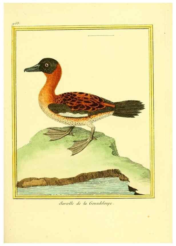 Reproducción/Reproduction 49640000078: Planches enluminées d'histoire naturelle. Paris? :s.n.,1765-1783?. 