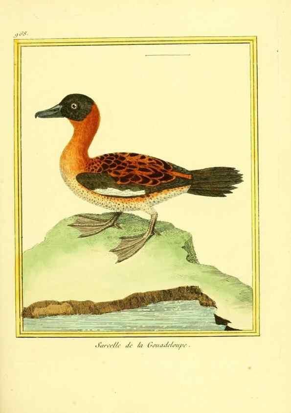 Reproducción/Reproduction 49640000078: Planches enluminées d'histoire naturelle. Paris? :s.n.,1765-1783?. 