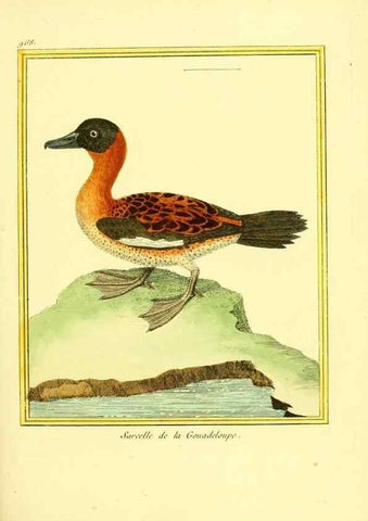 Reproducción/Reproduction 49640000078: Planches enluminées d'histoire naturelle. Paris? :s.n.,1765-1783?. 