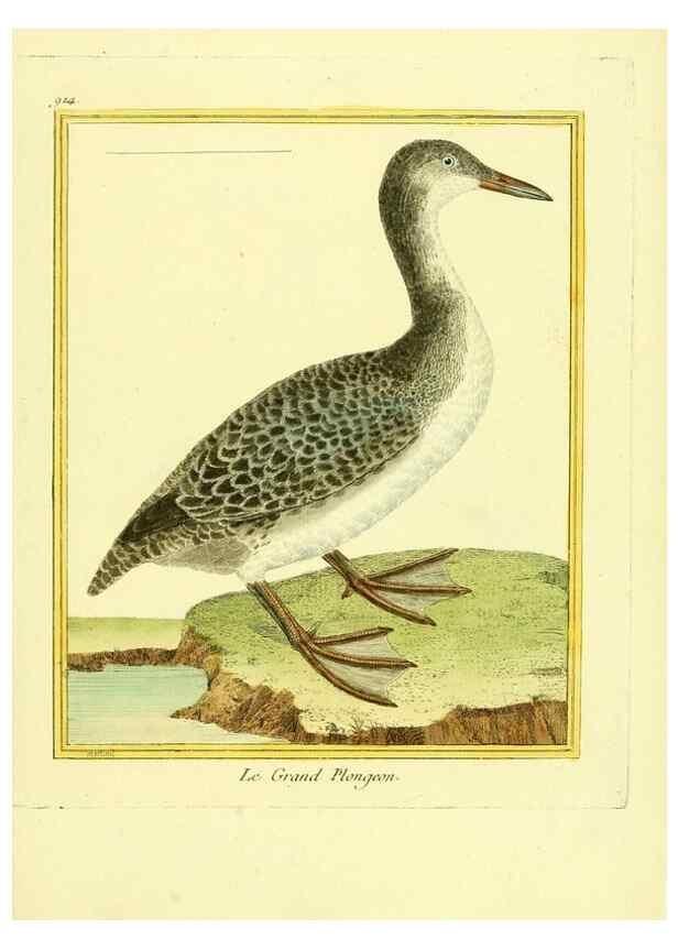 Reproducción/Reproduction 49639984693: Planches enluminées d'histoire naturelle. Paris? :s.n.,1765-1783?. 