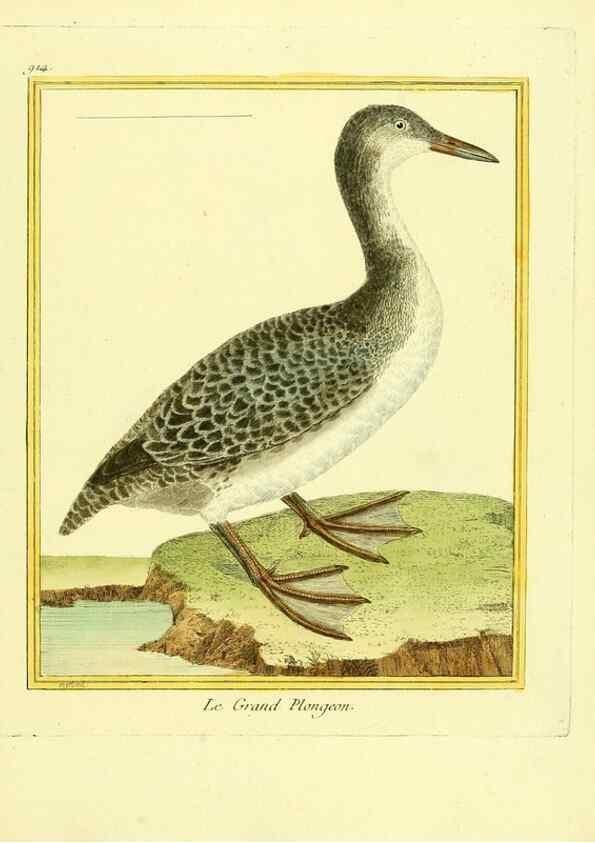 Reproducción/Reproduction 49639984693: Planches enluminées d'histoire naturelle. Paris? :s.n.,1765-1783?. 