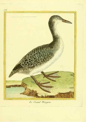 Reproducción/Reproduction 49639984693: Planches enluminées d'histoire naturelle. Paris? :s.n.,1765-1783?. 