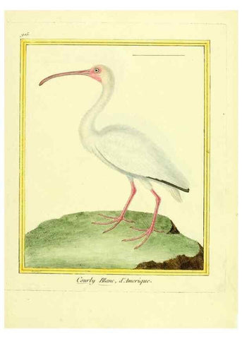 Reproducción/Reproduction 49639984973: Planches enluminées d'histoire naturelle. Paris? :s.n.,1765-1783?. 