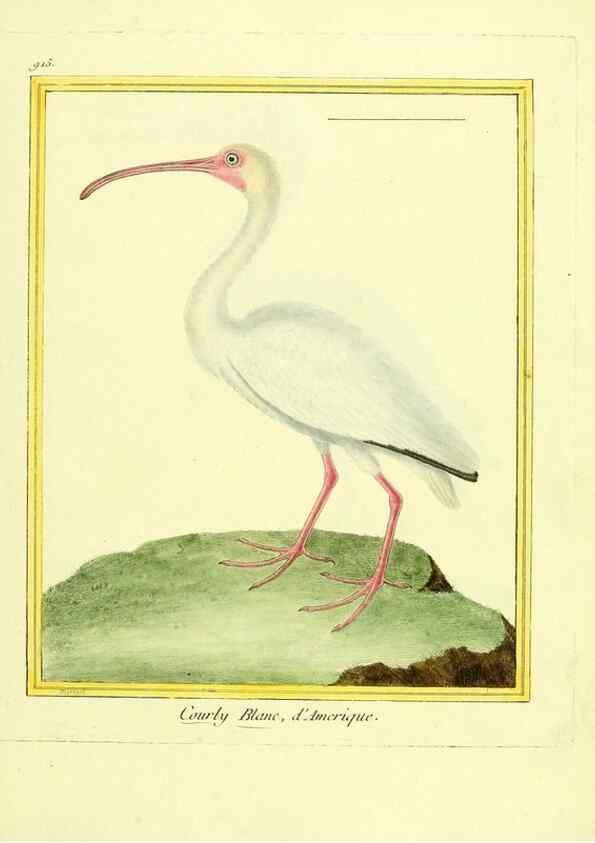 Reproducción/Reproduction 49639984973: Planches enluminées d'histoire naturelle. Paris? :s.n.,1765-1783?. 