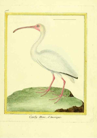 Reproducción/Reproduction 49639984973: Planches enluminées d'histoire naturelle. Paris? :s.n.,1765-1783?. 