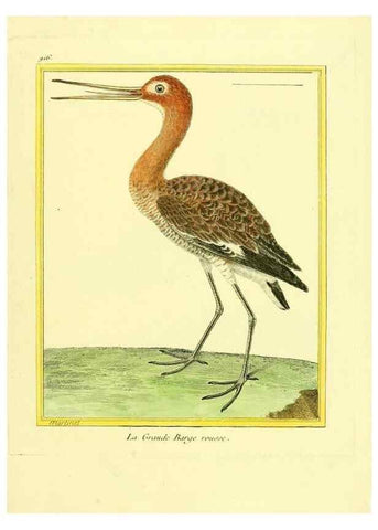 Reproducción/Reproduction 49639985398: Planches enluminées d'histoire naturelle. Paris? :s.n.,1765-1783?. 