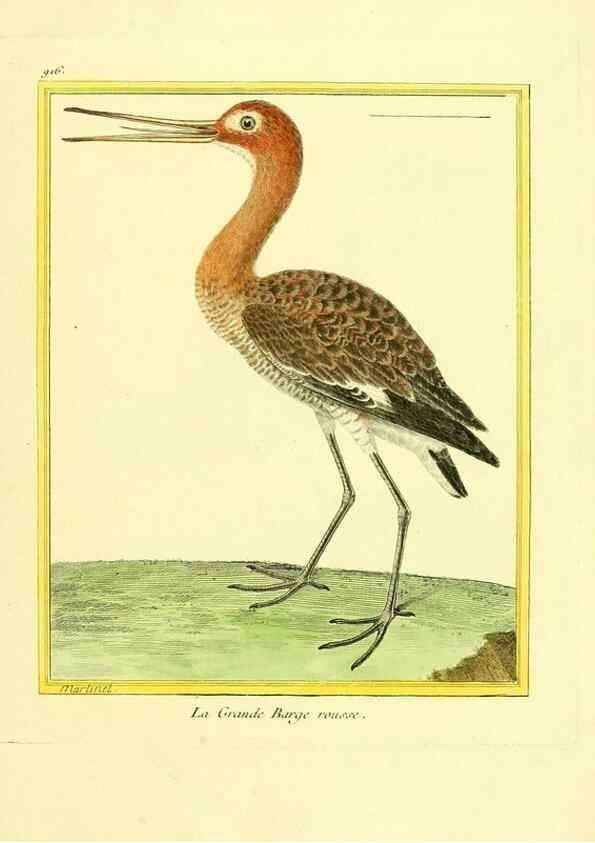 Reproducción/Reproduction 49639985398: Planches enluminées d'histoire naturelle. Paris? :s.n.,1765-1783?. 