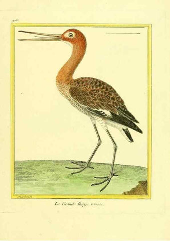 Reproducción/Reproduction 49639985398: Planches enluminées d'histoire naturelle. Paris? :s.n.,1765-1783?. 