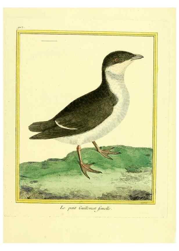 Reproducción/Reproduction 49640781817: Planches enluminées d'histoire naturelle. Paris? :s.n.,1765-1783?. 