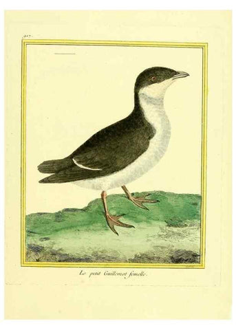 Reproducción/Reproduction 49640781817: Planches enluminées d'histoire naturelle. Paris? :s.n.,1765-1783?. 