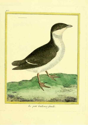 Reproducción/Reproduction 49640781817: Planches enluminées d'histoire naturelle. Paris? :s.n.,1765-1783?. 