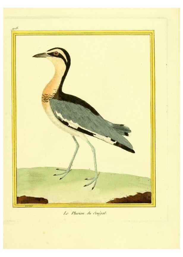 Reproducción/Reproduction 49640509141: Planches enluminées d'histoire naturelle. Paris? :s.n.,1765-1783?. 