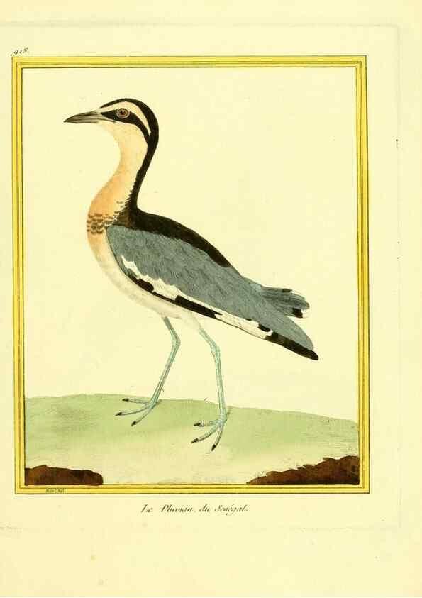 Reproducción/Reproduction 49640509141: Planches enluminées d'histoire naturelle. Paris? :s.n.,1765-1783?. 
