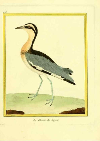 Reproducción/Reproduction 49640509141: Planches enluminées d'histoire naturelle. Paris? :s.n.,1765-1783?. 