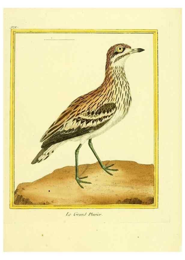 Reproducción/Reproduction 49639986303: Planches enluminées d'histoire naturelle. Paris? :s.n.,1765-1783?. 