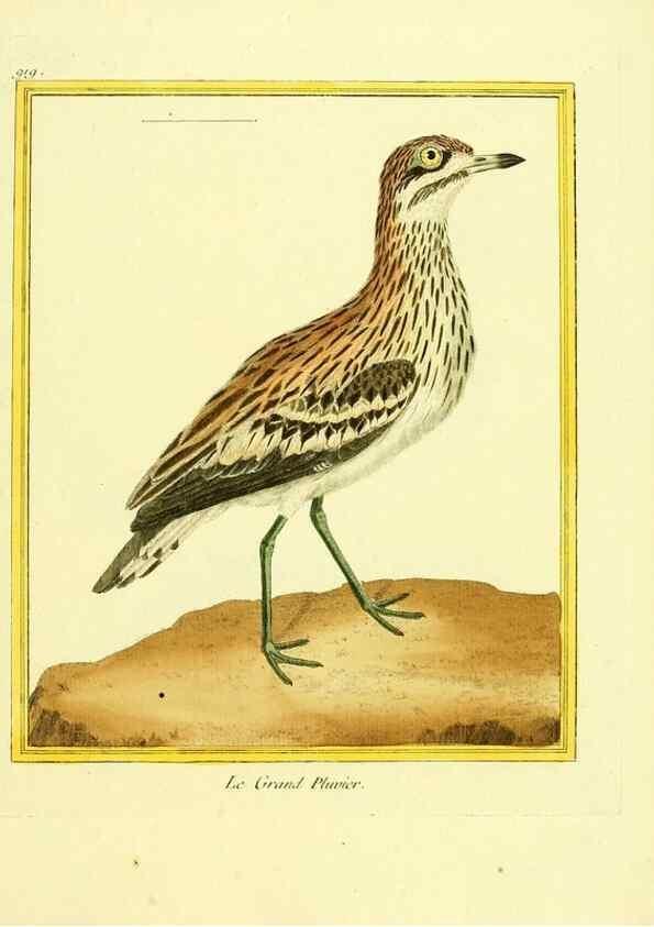 Reproducción/Reproduction 49639986303: Planches enluminées d'histoire naturelle. Paris? :s.n.,1765-1783?. 