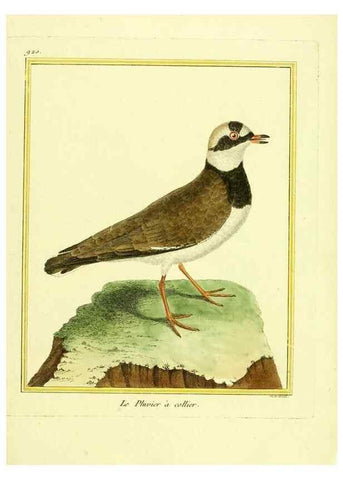 Reproducción/Reproduction 49639986533: Planches enluminées d'histoire naturelle. Paris? :s.n.,1765-1783?. 
