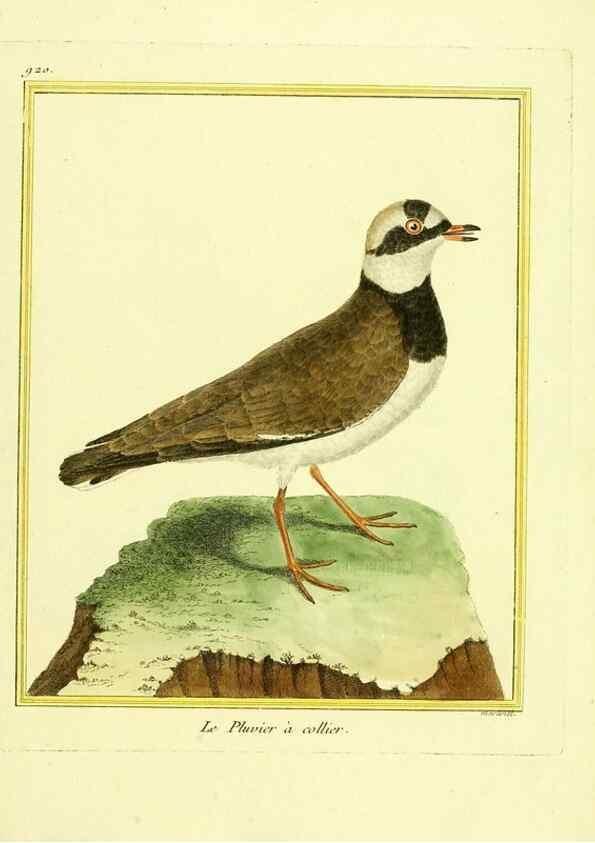 Reproducción/Reproduction 49639986533: Planches enluminées d'histoire naturelle. Paris? :s.n.,1765-1783?. 