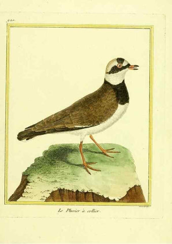 Reproducción/Reproduction 49639986533: Planches enluminées d'histoire naturelle. Paris? :s.n.,1765-1783?. 