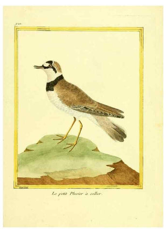 Reproducción/Reproduction 49640509956: Planches enluminées d'histoire naturelle. Paris? :s.n.,1765-1783?. 