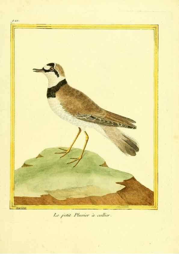 Reproducción/Reproduction 49640509956: Planches enluminées d'histoire naturelle. Paris? :s.n.,1765-1783?. 