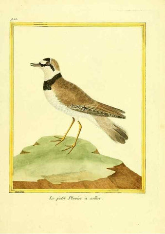 Reproducción/Reproduction 49640509956: Planches enluminées d'histoire naturelle. Paris? :s.n.,1765-1783?. 