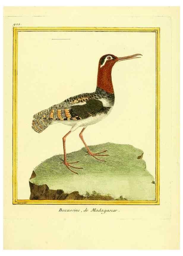 Reproducción/Reproduction 49640510286: Planches enluminées d'histoire naturelle. Paris? :s.n.,1765-1783?. 