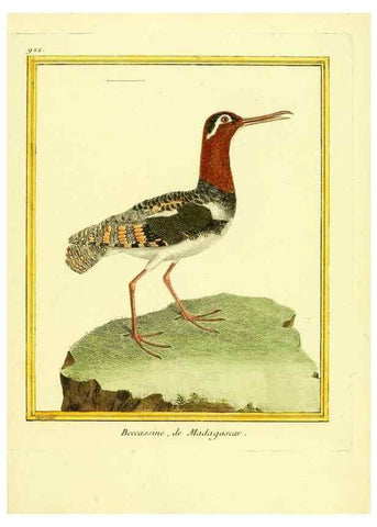 Reproducción/Reproduction 49640510286: Planches enluminées d'histoire naturelle. Paris? :s.n.,1765-1783?. 