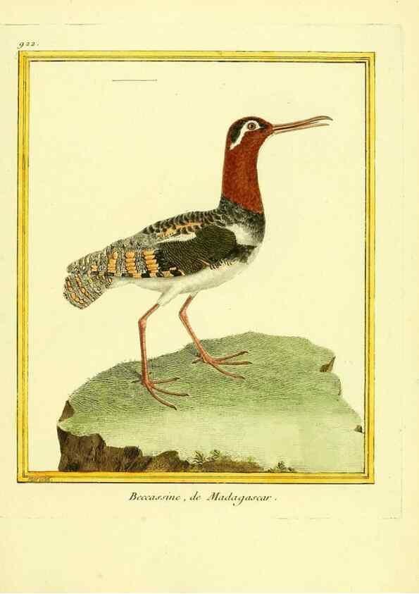 Reproducción/Reproduction 49640510286: Planches enluminées d'histoire naturelle. Paris? :s.n.,1765-1783?. 