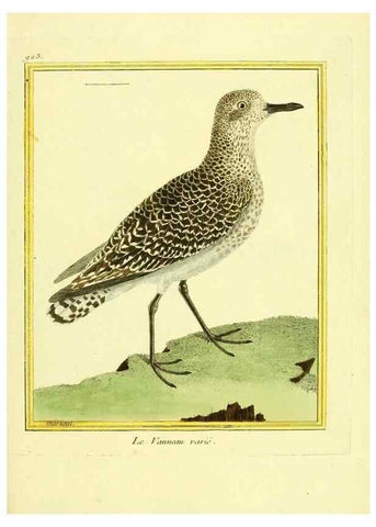 Reproducción/Reproduction 49639987358: Planches enluminées d'histoire naturelle. Paris? :s.n.,1765-1783?. 