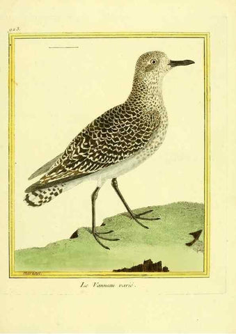 Reproducción/Reproduction 49639987358: Planches enluminées d'histoire naturelle. Paris? :s.n.,1765-1783?. 