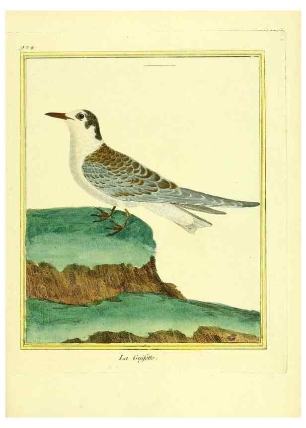 Reproducción/Reproduction 49639987618: Planches enluminées d'histoire naturelle. Paris? :s.n.,1765-1783?. 