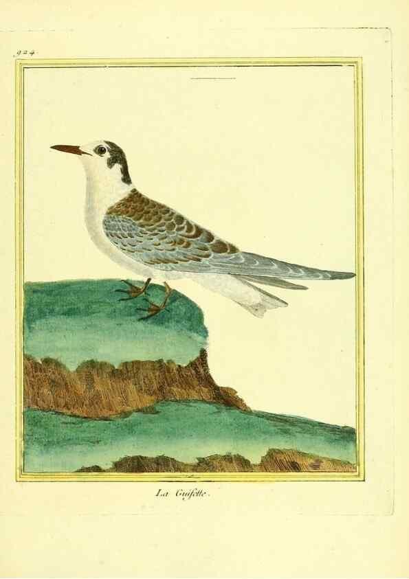 Reproducción/Reproduction 49639987618: Planches enluminées d'histoire naturelle. Paris? :s.n.,1765-1783?. 