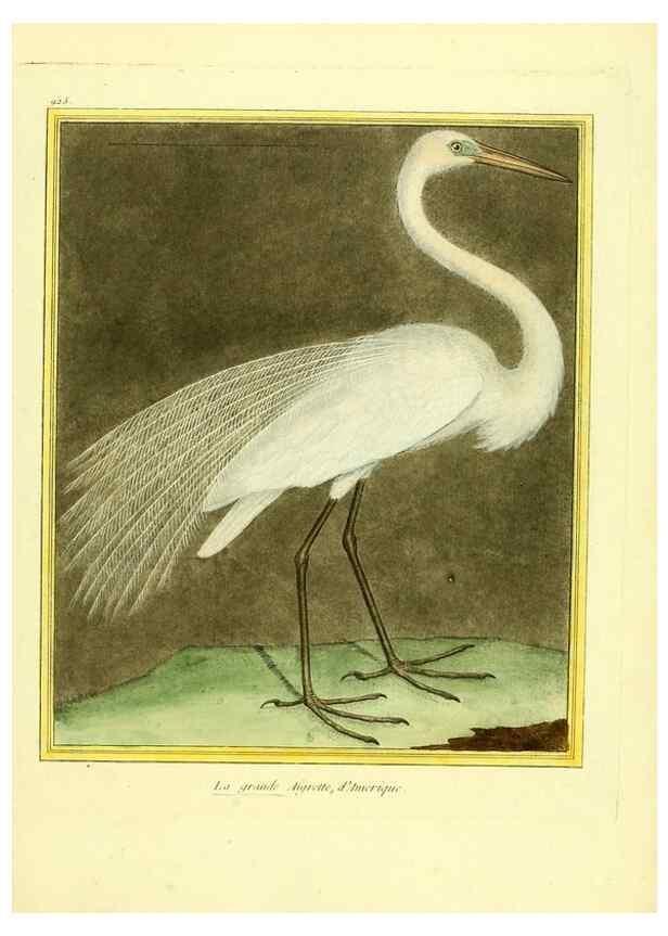Reproducción/Reproduction 49640784047: Planches enluminées d'histoire naturelle. Paris? :s.n.,1765-1783?. 