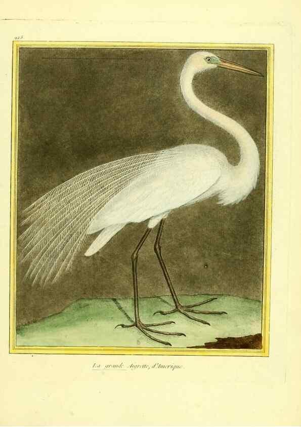 Reproducción/Reproduction 49640784047: Planches enluminées d'histoire naturelle. Paris? :s.n.,1765-1783?. 