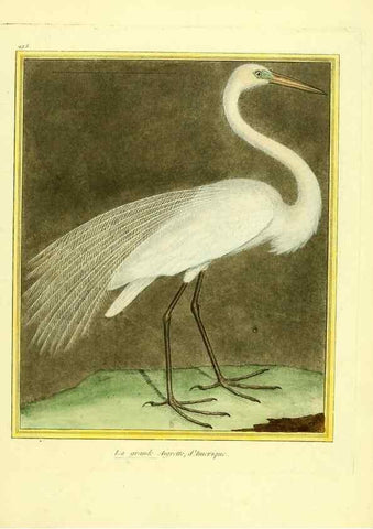 Reproducción/Reproduction 49640784047: Planches enluminées d'histoire naturelle. Paris? :s.n.,1765-1783?. 