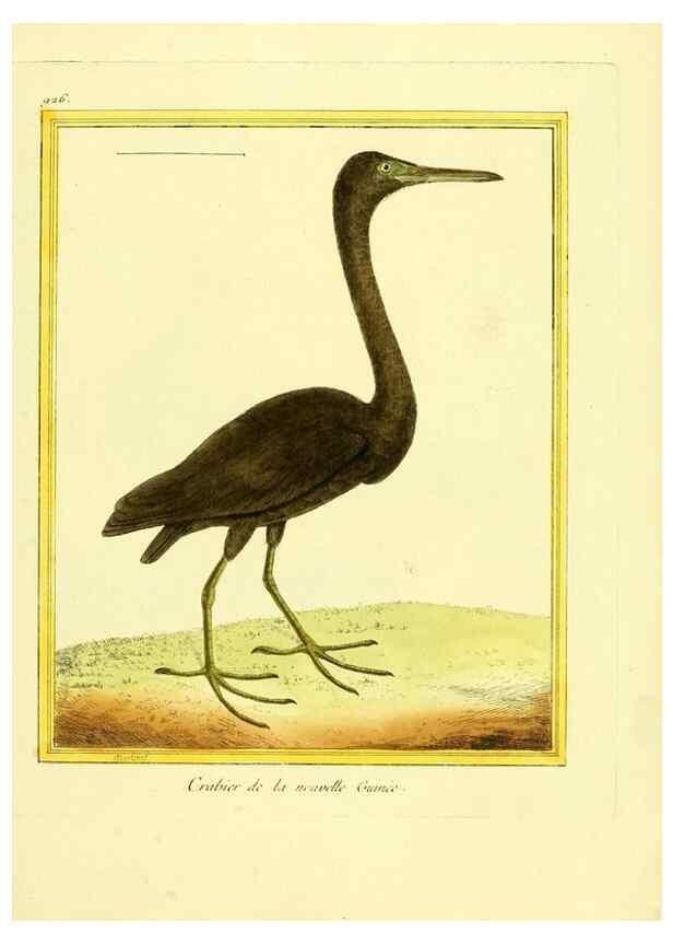 Reproducción/Reproduction 49640784322: Planches enluminées d'histoire naturelle. Paris? :s.n.,1765-1783?. 