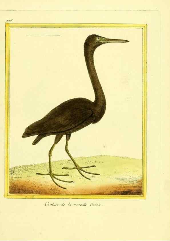 Reproducción/Reproduction 49640784322: Planches enluminées d'histoire naturelle. Paris? :s.n.,1765-1783?. 