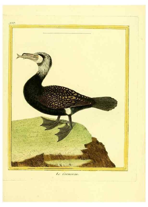 Reproducción/Reproduction 49639988578: Planches enluminées d'histoire naturelle. Paris? :s.n.,1765-1783?. 