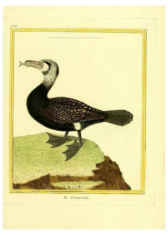 Reproducción/Reproduction 49639988578: Planches enluminées d'histoire naturelle. Paris? :s.n.,1765-1783?. 