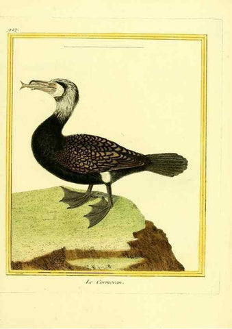 Reproducción/Reproduction 49639988578: Planches enluminées d'histoire naturelle. Paris? :s.n.,1765-1783?. 