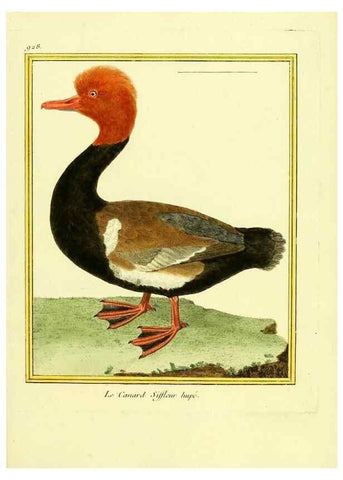 Reproducción/Reproduction 49639988808: Planches enluminées d'histoire naturelle. Paris? :s.n.,1765-1783?. 