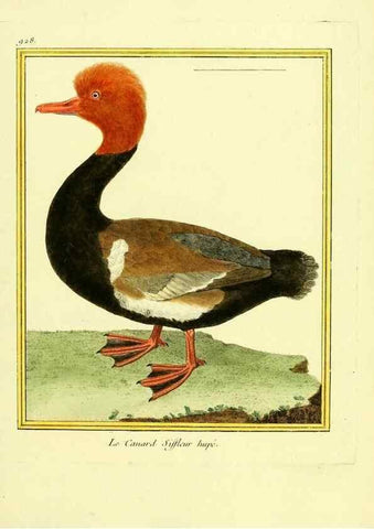 Reproducción/Reproduction 49639988808: Planches enluminées d'histoire naturelle. Paris? :s.n.,1765-1783?. 