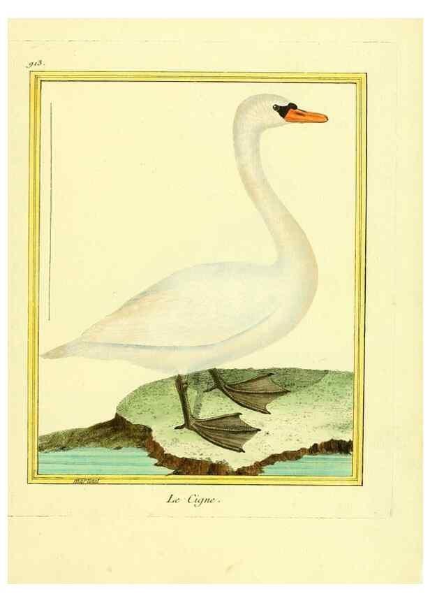 Reproducción/Reproduction 49640507636: Planches enluminées d'histoire naturelle. Paris? :s.n.,1765-1783?. 