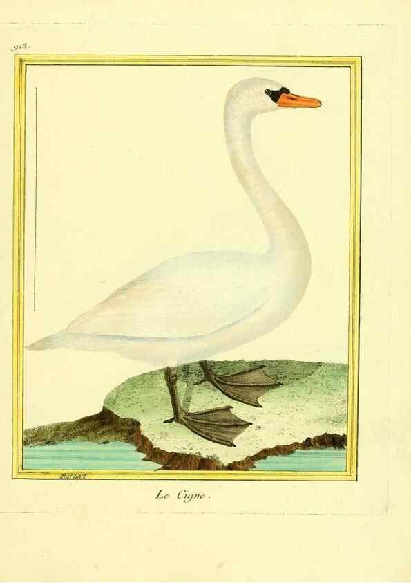 Reproducción/Reproduction 49640507636: Planches enluminées d'histoire naturelle. Paris? :s.n.,1765-1783?. 