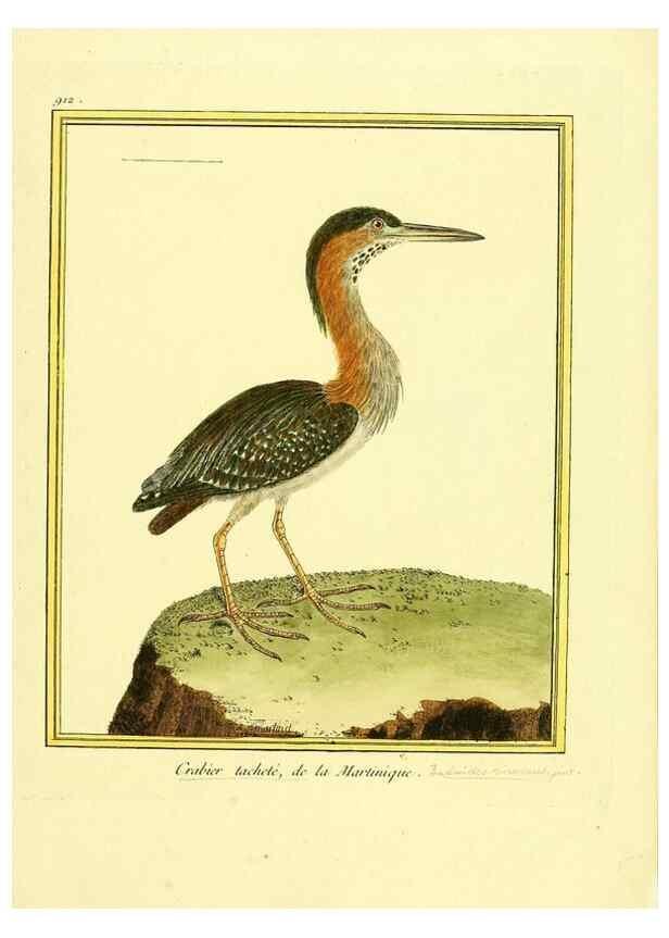 Reproducción/Reproduction 49640780422: Planches enluminées d'histoire naturelle. Paris? :s.n.,1765-1783?. 