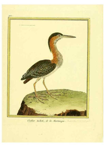 Reproducción/Reproduction 49640780422: Planches enluminées d'histoire naturelle. Paris? :s.n.,1765-1783?. 